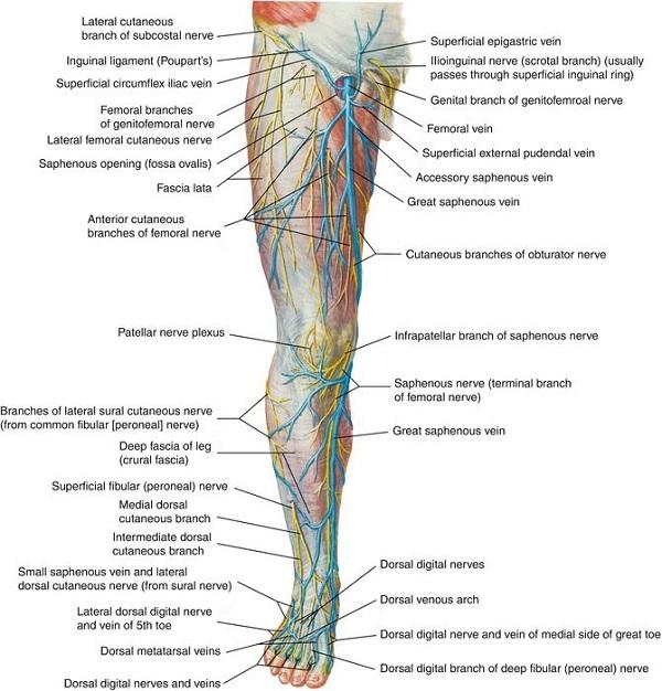 Анатомия венозной системы нижних конечностей